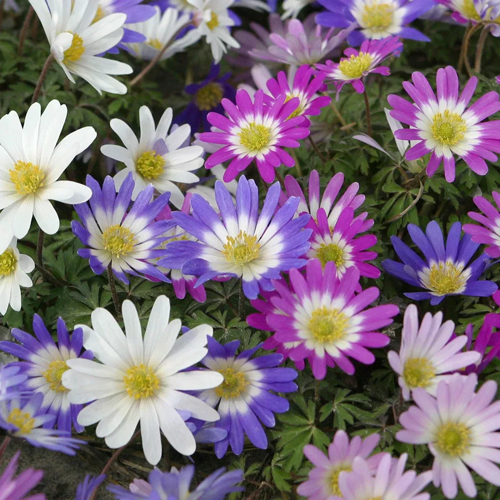 anemone-blanda-windflowers-mix Anemone- Blanda - Windflowers - Mix