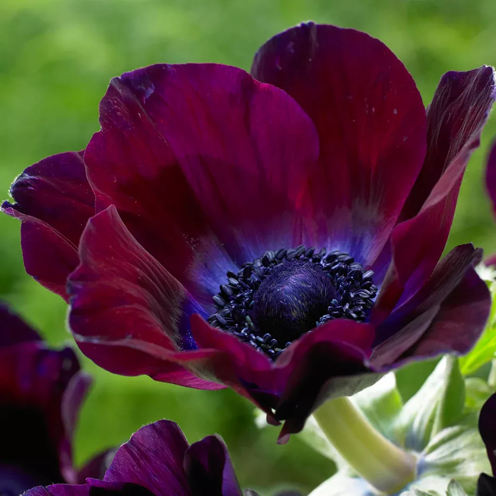 Anemone - Coronaria - Windflowers - Meron Bordeaux