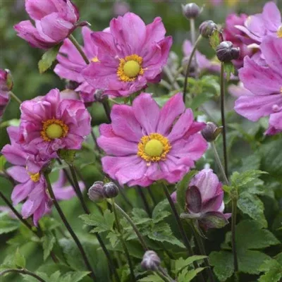 anemone-curtain-call-deep-rose-windflower Anemone Curtain Call Deep Rose Windflower