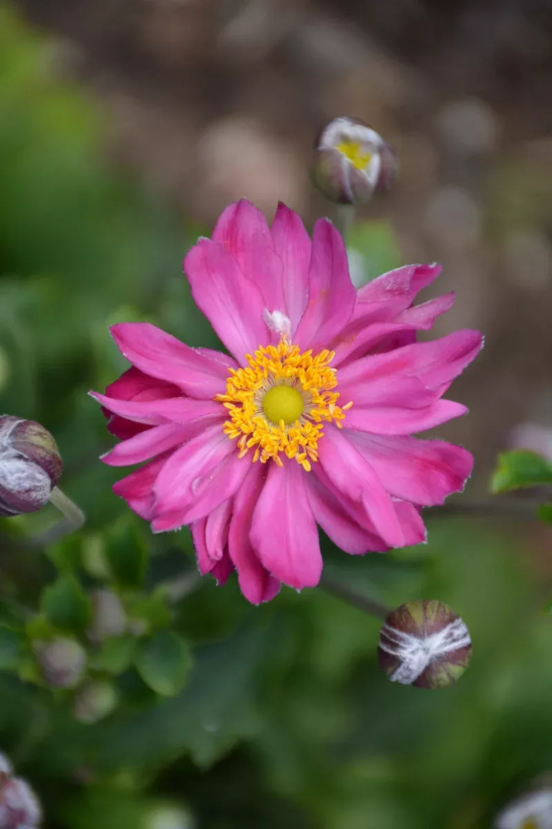 anemone-curtain-call-pink Anemone 'Curtain Call Pink'