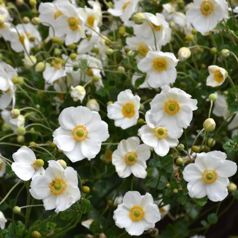 anemone-honorine-jobert Anemone 'Honorine Jobert'