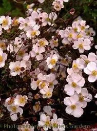anemone-hupehensis-30-ct-flat Anemone hupehensis (30)ct Flat