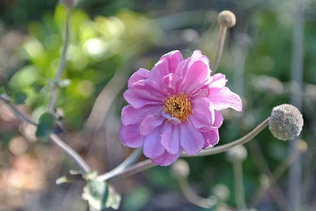 anemone-hupehensis-pamina-windflower Anemone hupehensis Pamina Windflower