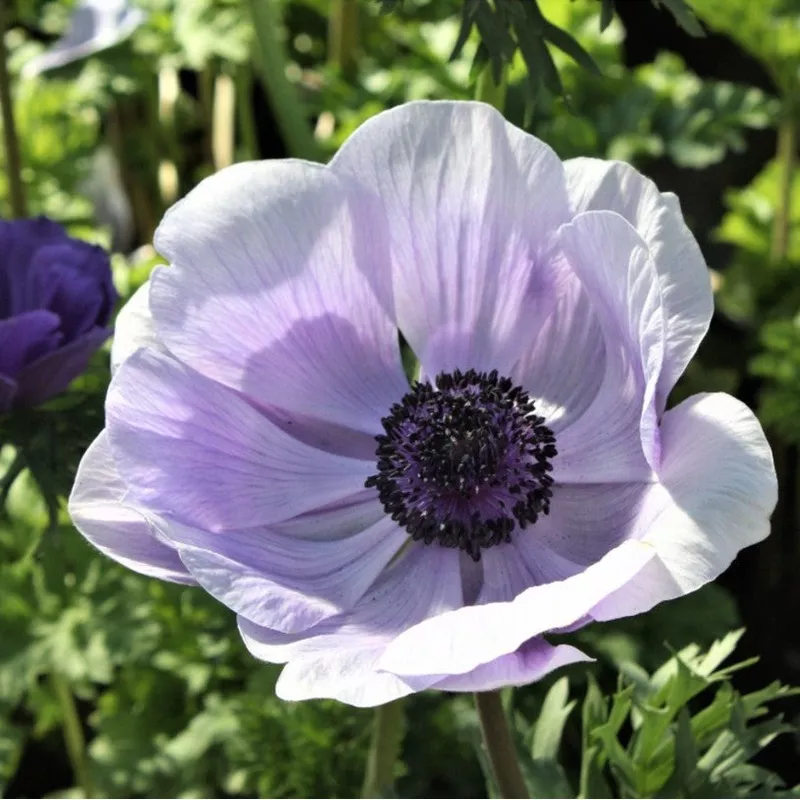 Anemone 'Lavender' - 10 corms