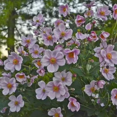 anemone-queen-charlotte-windflower Anemone Queen Charlotte Windflower