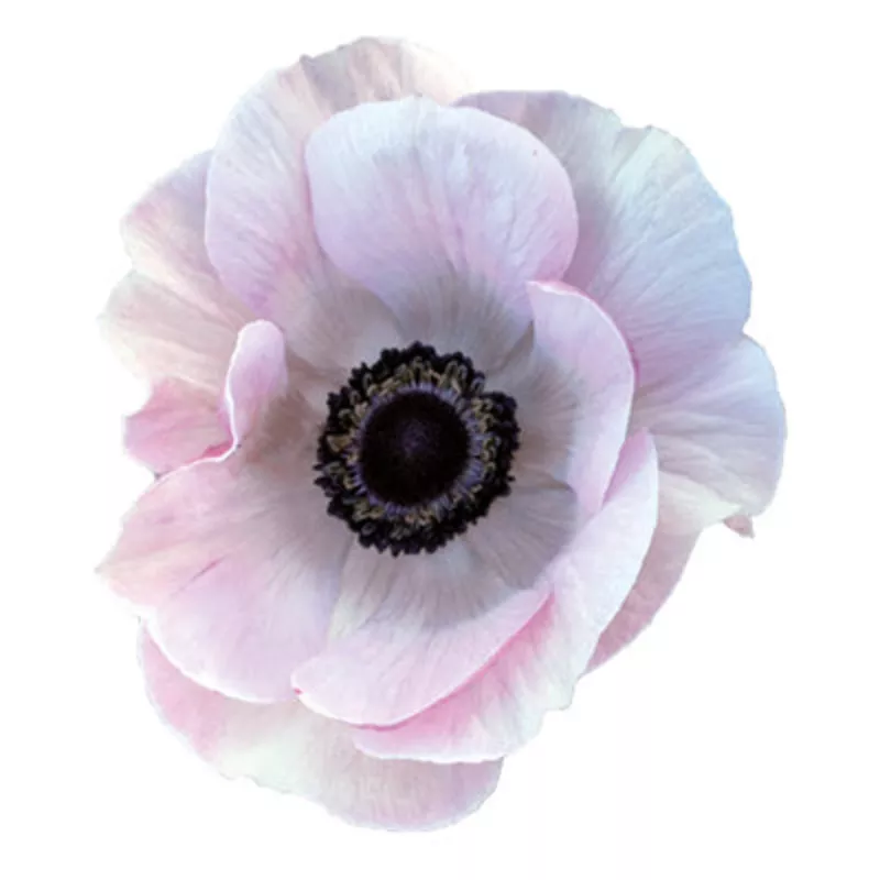 Anemone 'Rare' - 10 corms