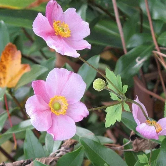 anemone-september-charm-windflower Anemone September Charm Windflower