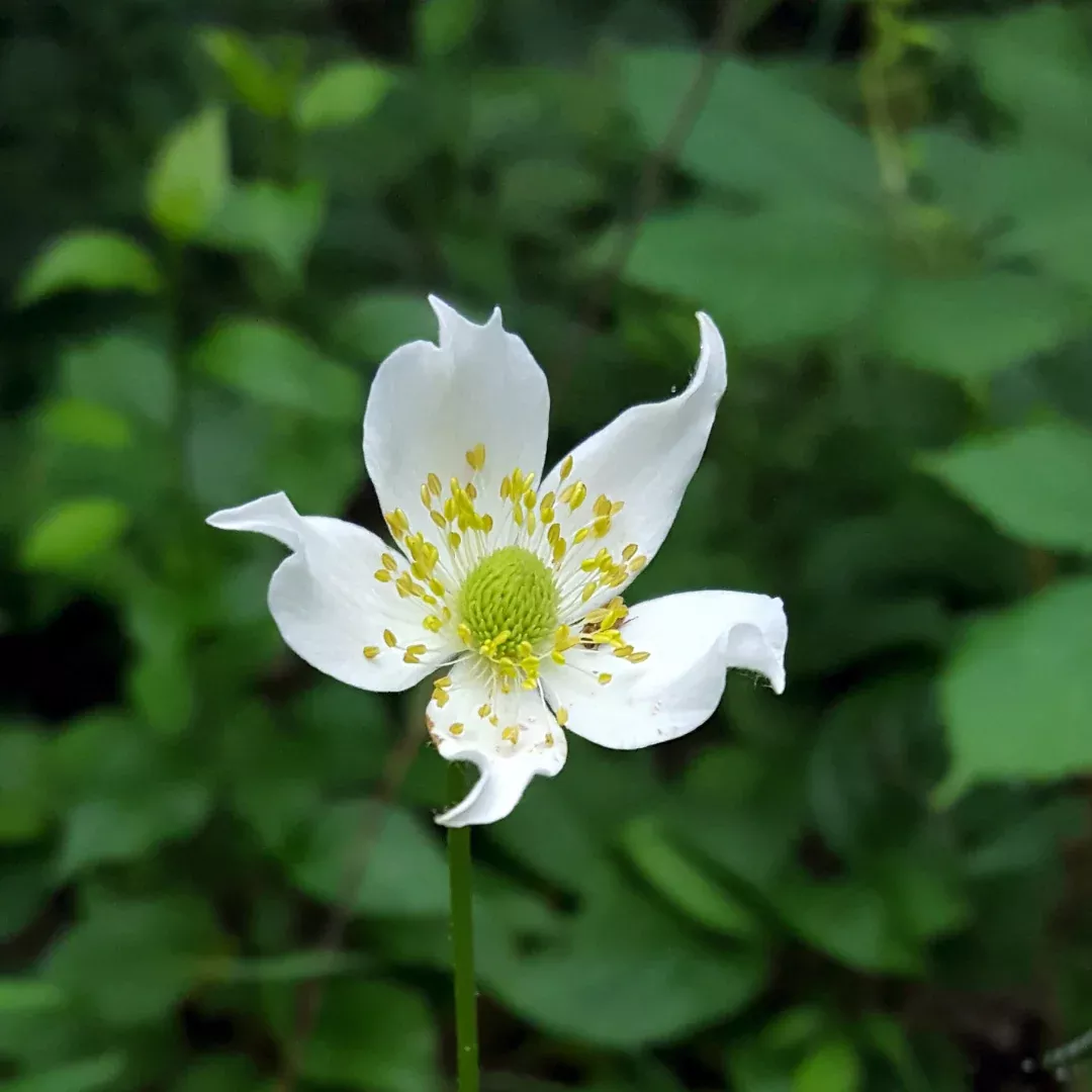 anemone-virginiana Anemone virginiana