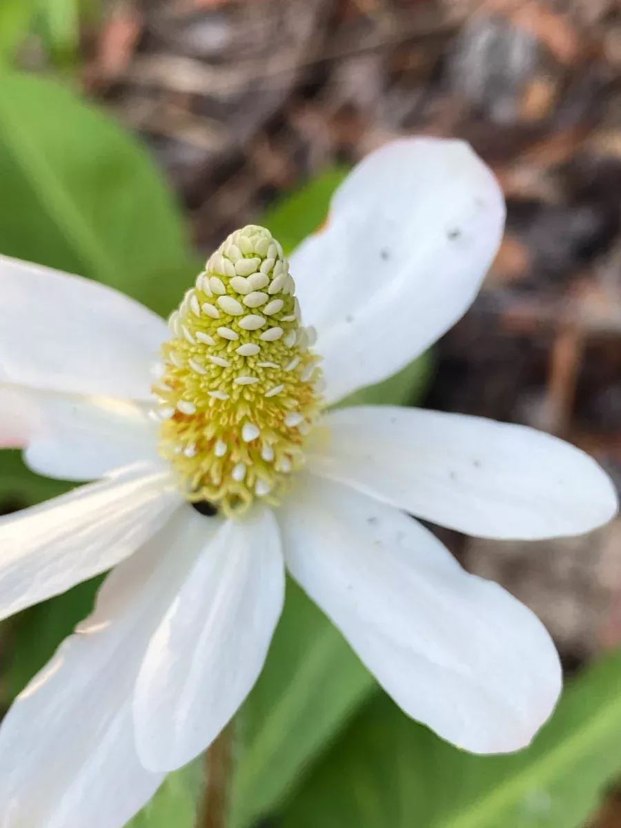 Anemopsis californica, Yerba Mansa