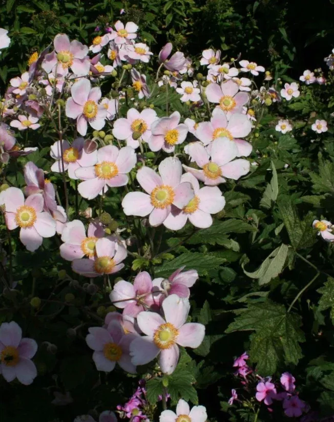 anenome-robustissima-grape-leaf Anenome Robustissima 'Grape Leaf'
