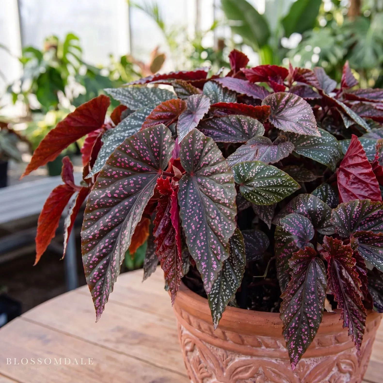 Angel Wing Begonia 'Benigo Pink'