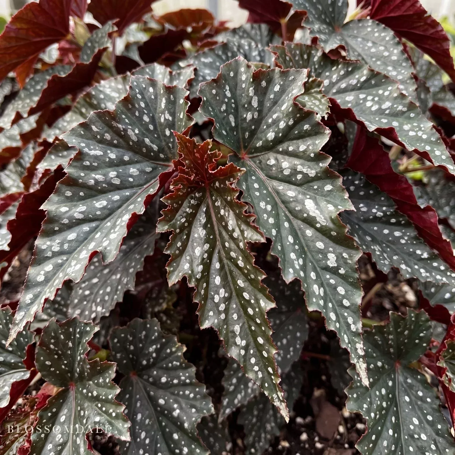 Angel Wing Begonia 'Fannie Moser'