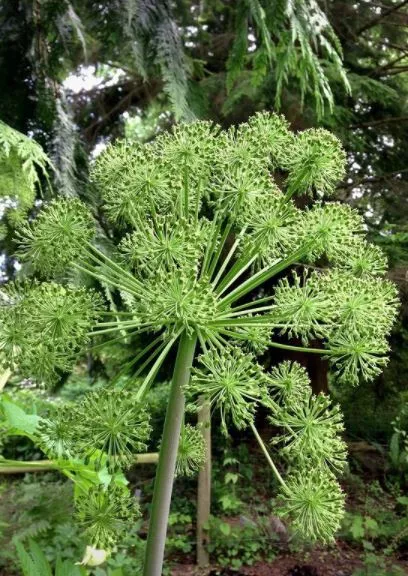 Angelica