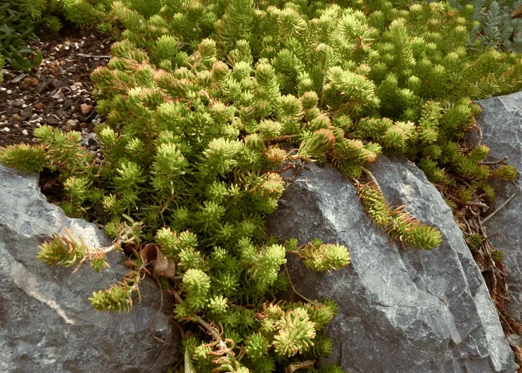 angelina-sedum Angelina Sedum