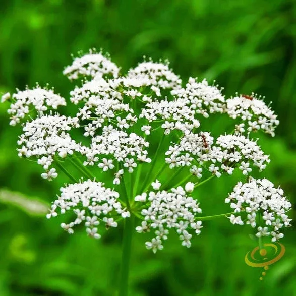 Anise (Aniseed) seeds