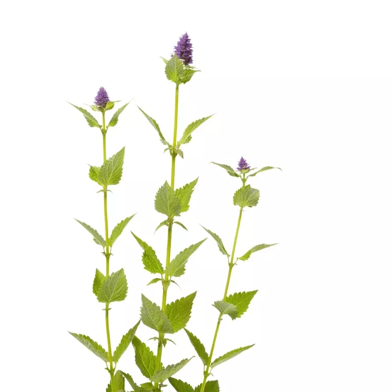 Anise Hyssop - Agastache foeniculum seeds
