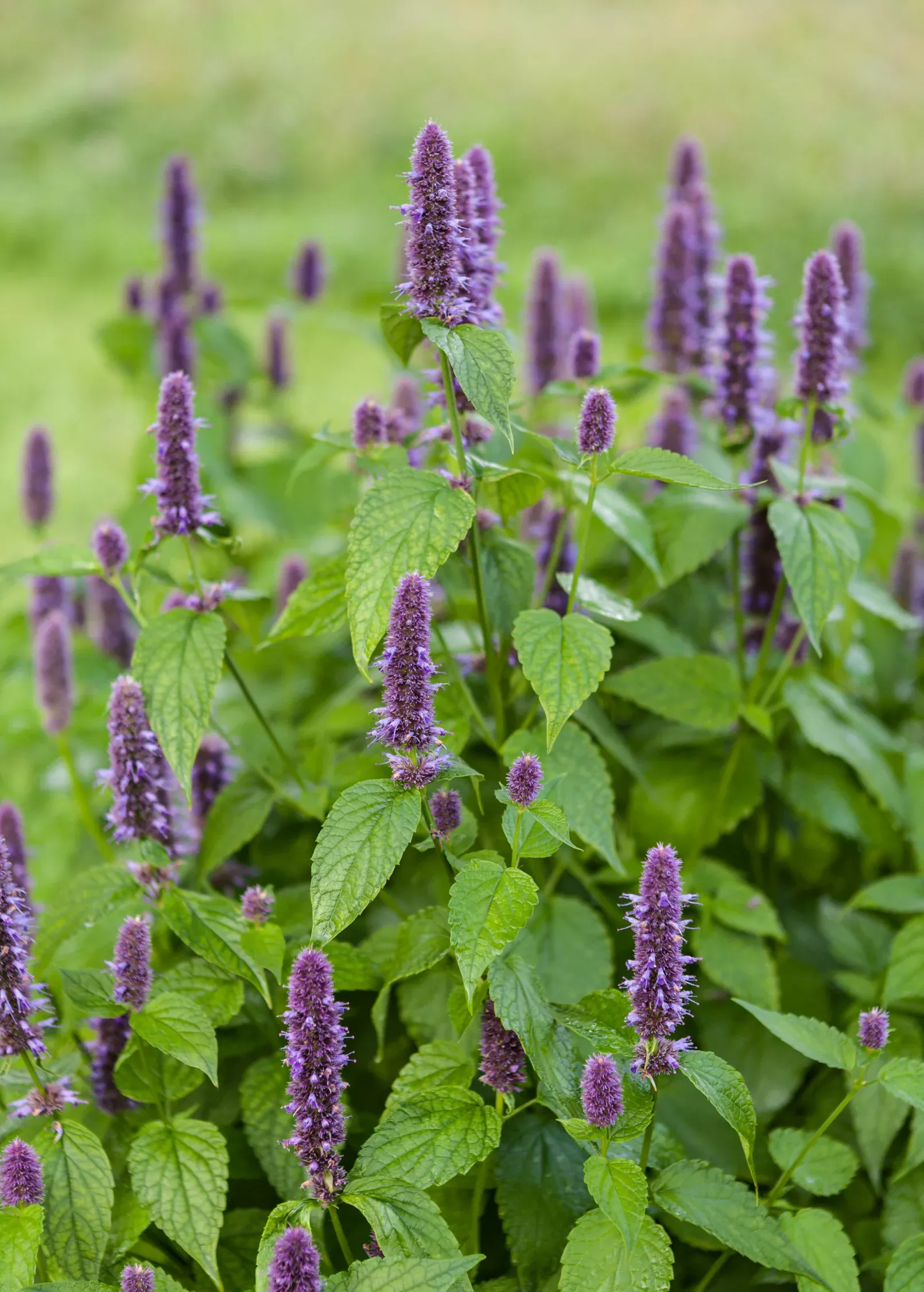 Anise Hyssop (Agastache foeniculum)