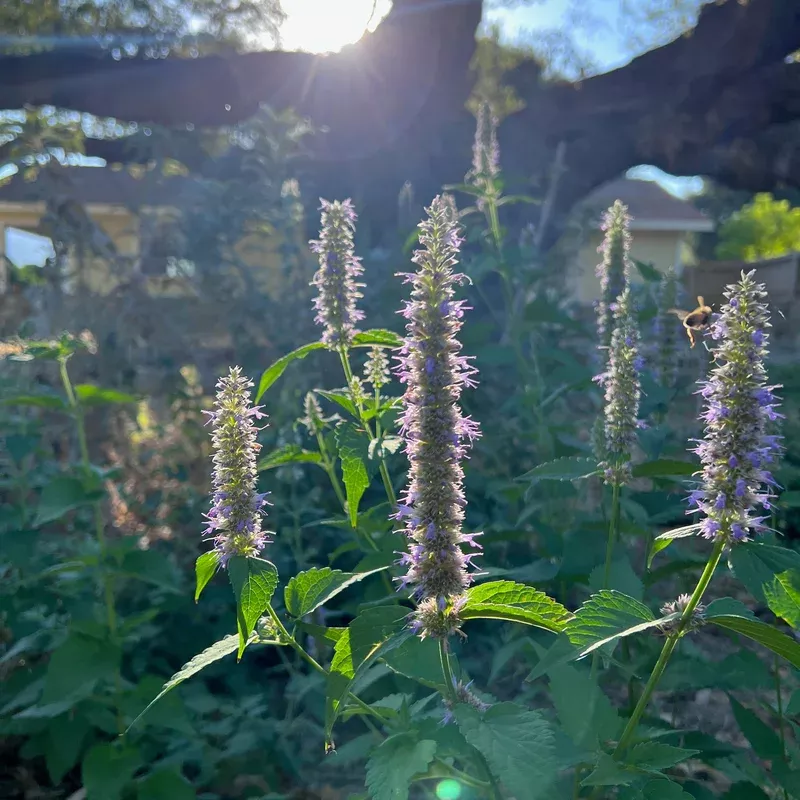 anise-hyssop Anise Hyssop