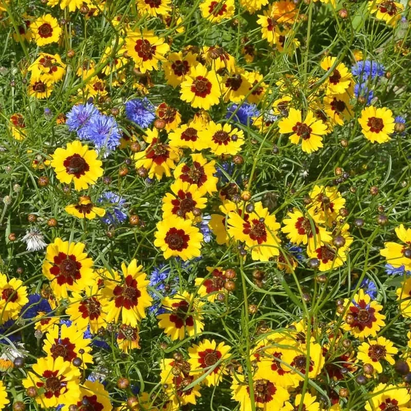 Annual Bold Blooms Wildflower Yard Seed Mix