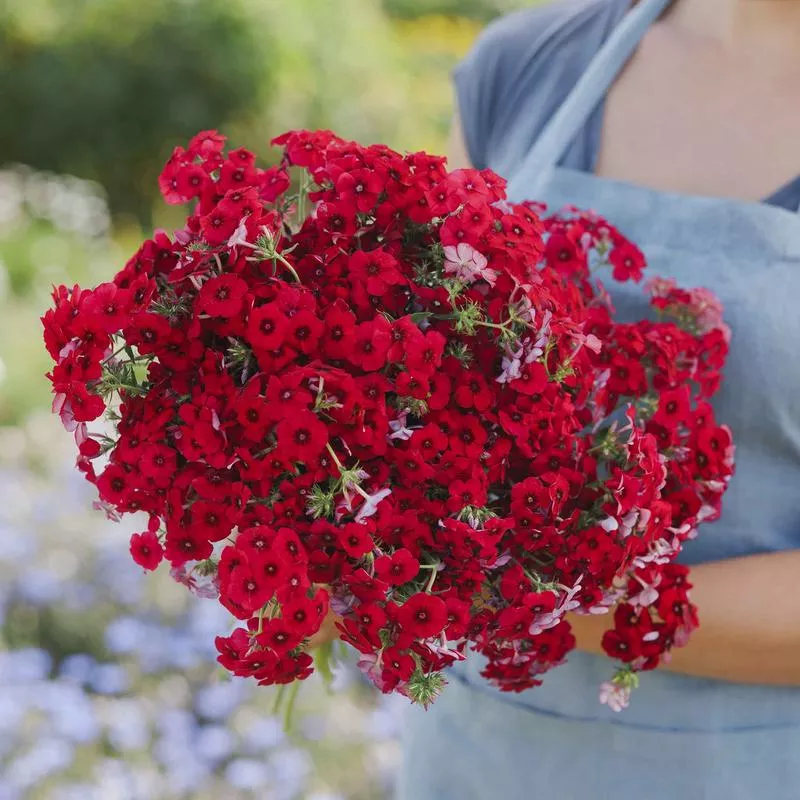 annual-phlox-seeds-red Annual Phlox Seeds - Red