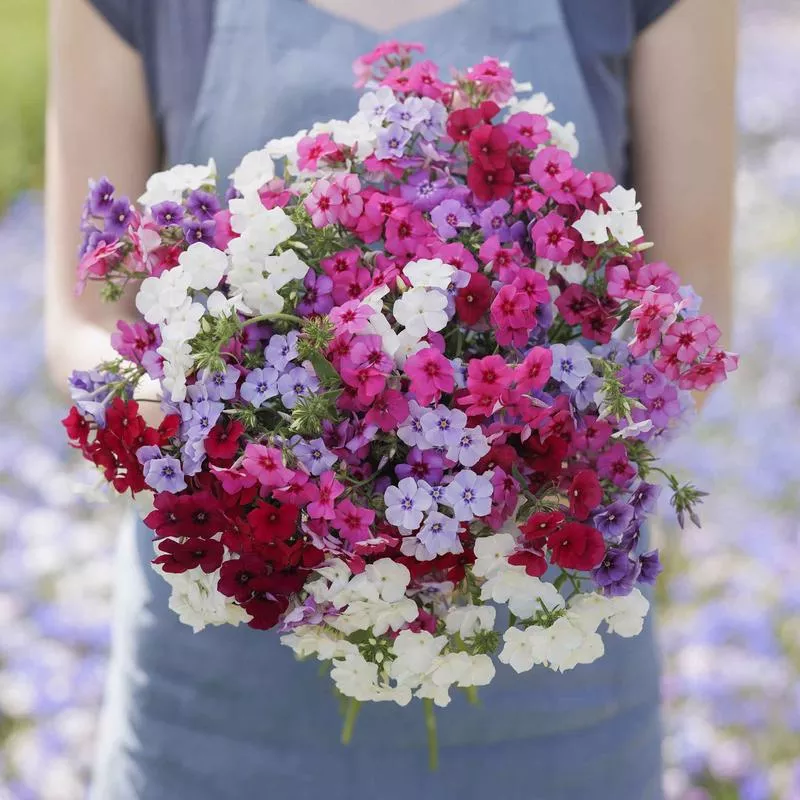 annual-phlox-seeds-tall-mix Annual Phlox Seeds - Tall Mix