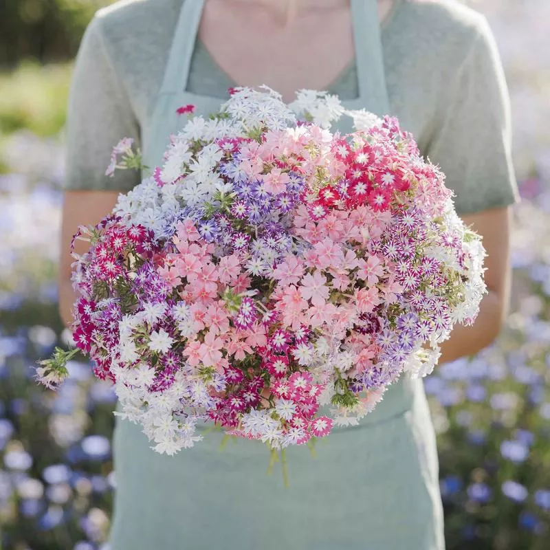 annual-phlox-seeds-twinkle-mix Annual Phlox Seeds - Twinkle Mix