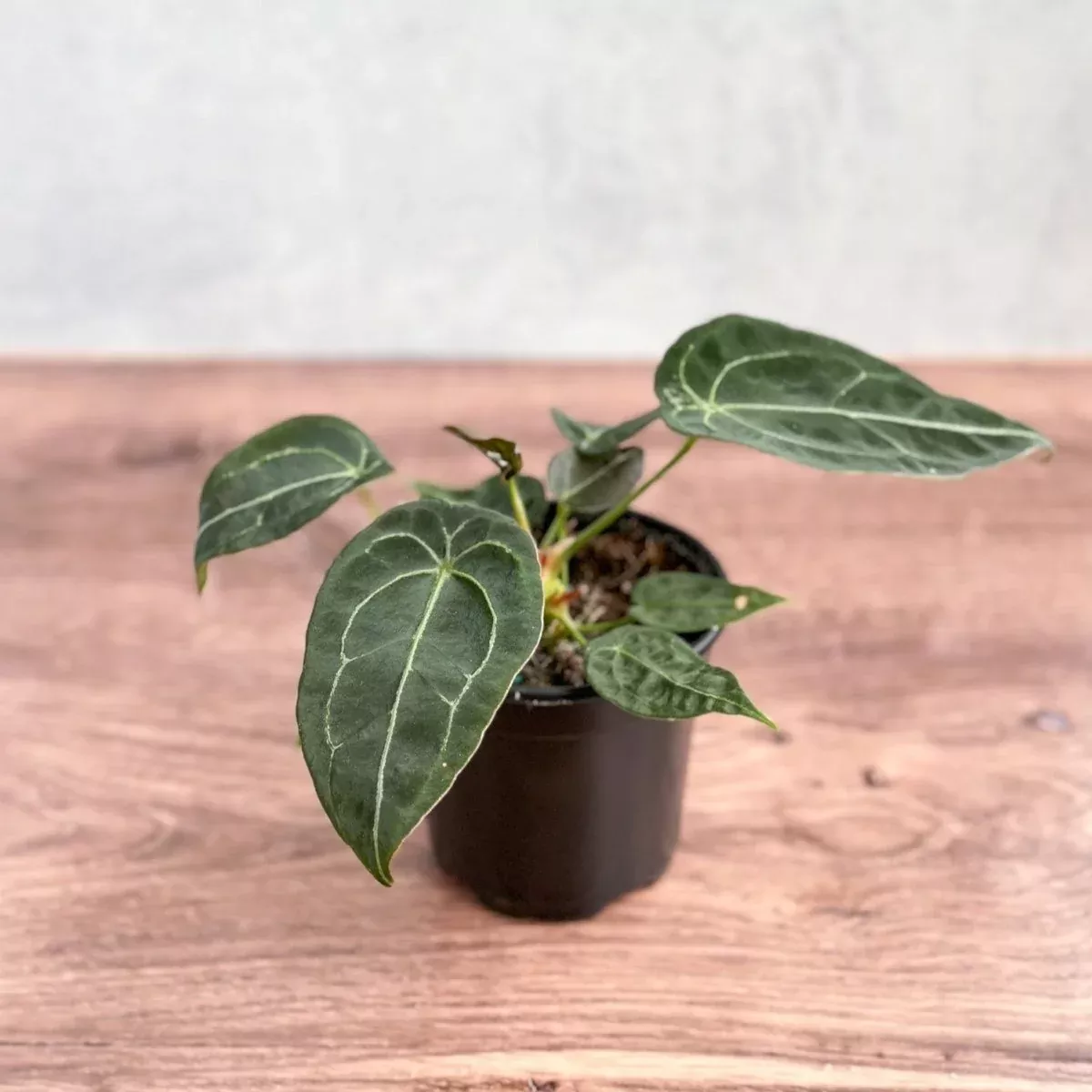 anthurium-forgetii-teardrop-plant Anthurium forgetii - Teardrop Plant
