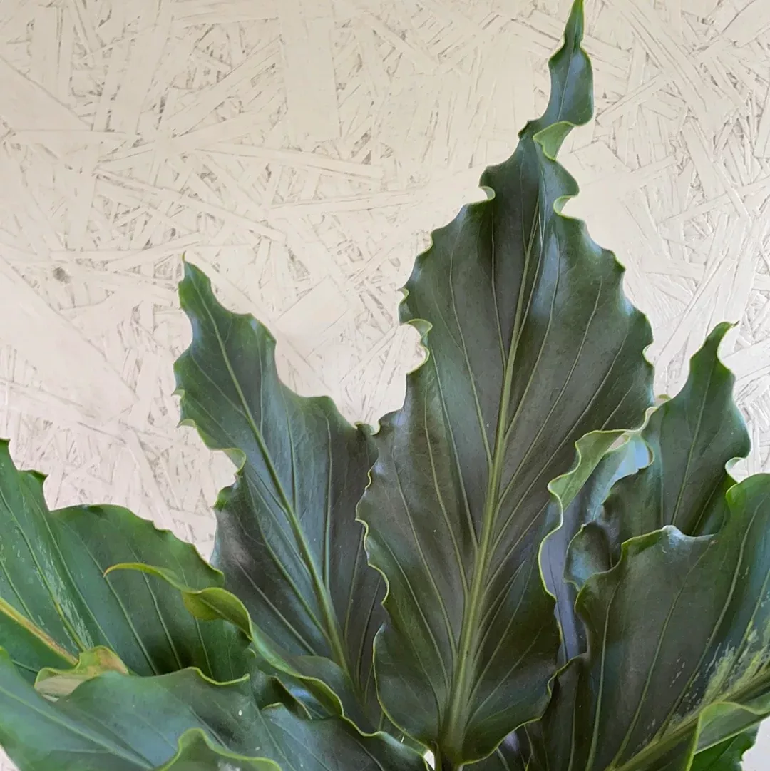 Anthurium plowmanii