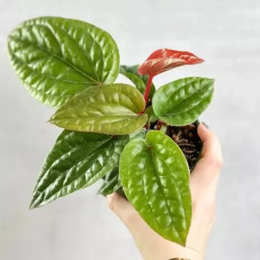 Anthurium radicans x luxurians - Quilted Hearts Anthurium