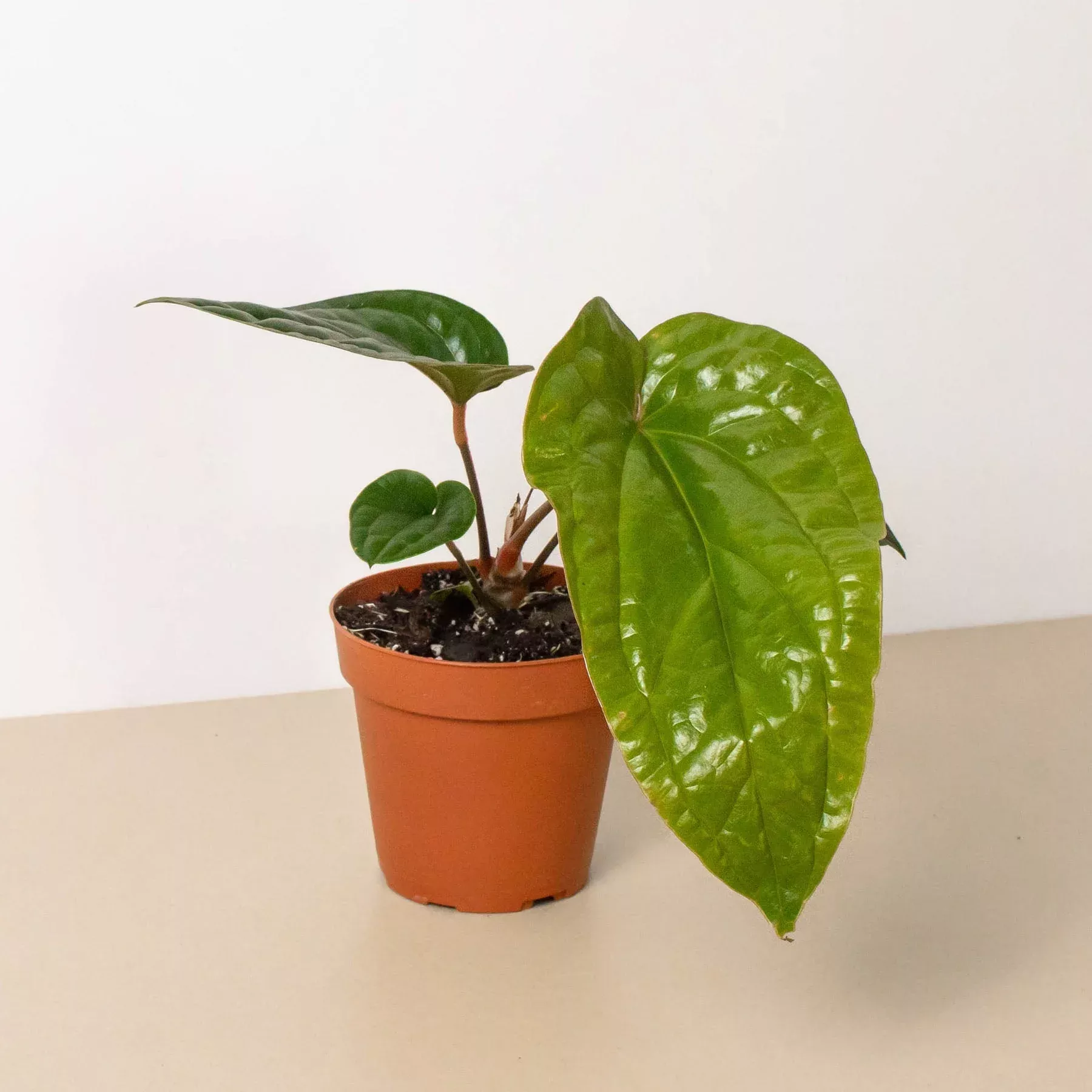 anthurium-radicans-x-luxurians Anthurium 'Radicans x Luxurians'