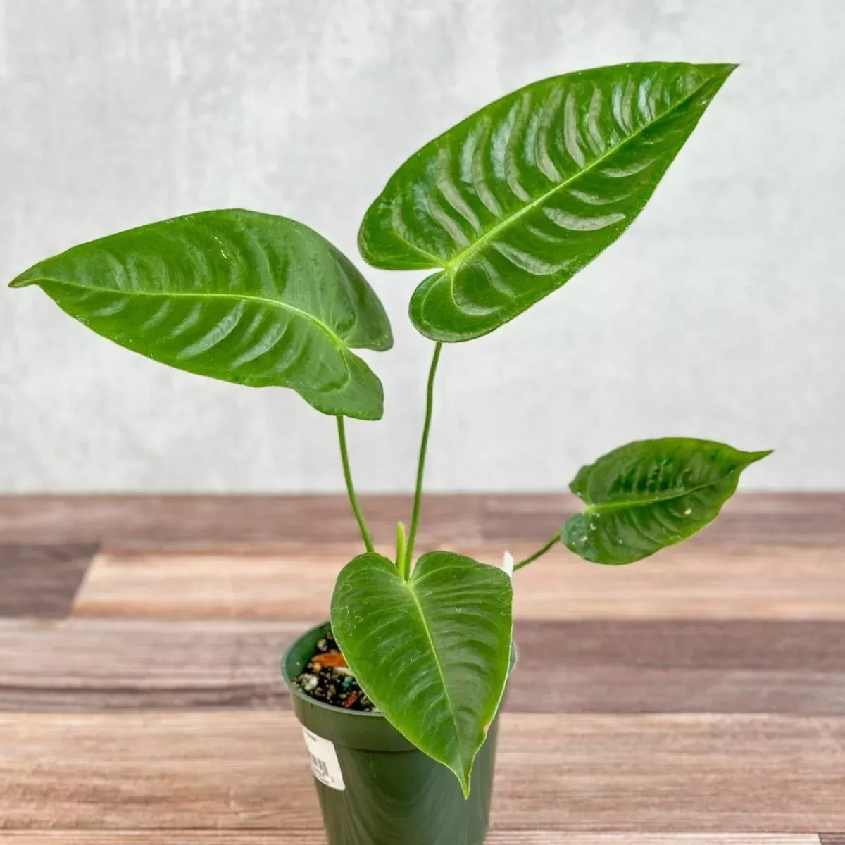 anthurium-veitchii-king-anthurium Anthurium veitchii - King Anthurium