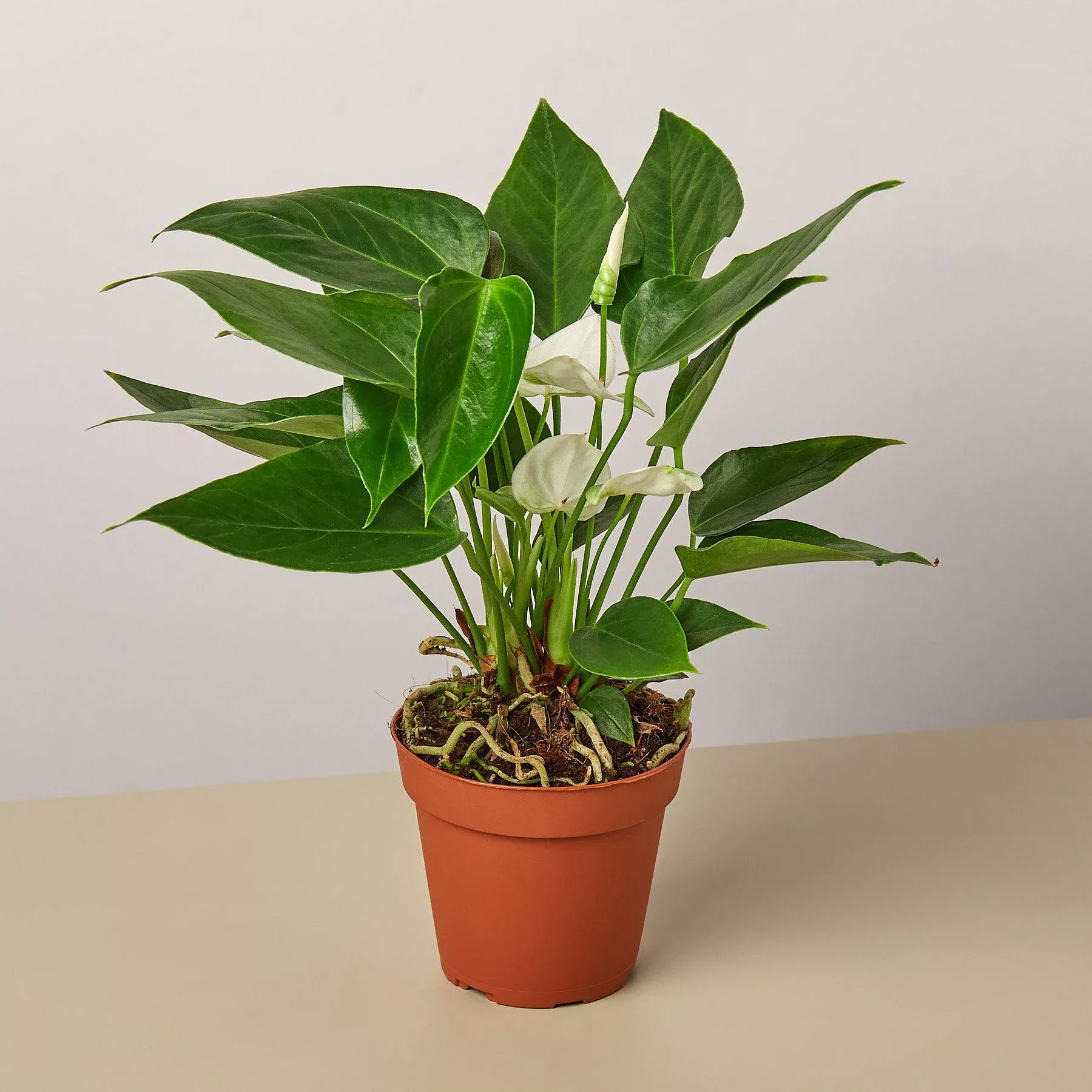 anthurium-white Anthurium 'White'