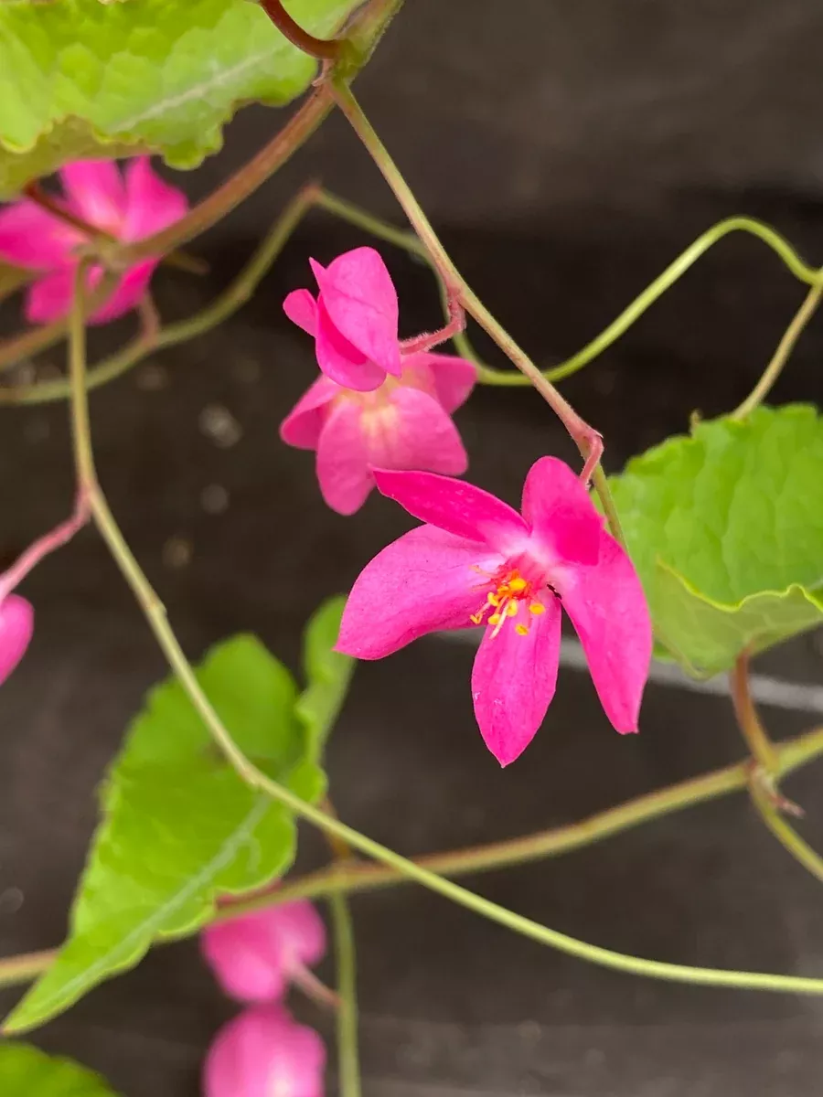 Antigonon leptopus Coral Vine