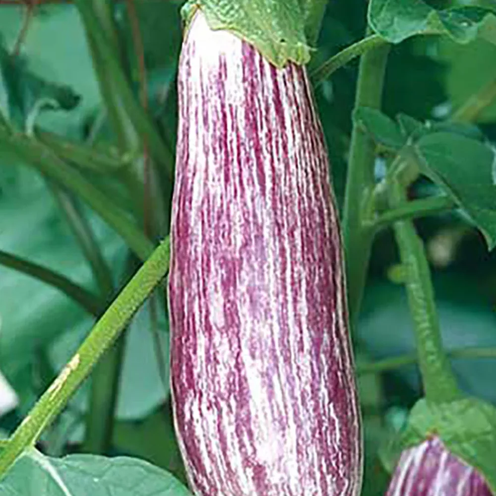 antigua-eggplant Antigua Eggplant