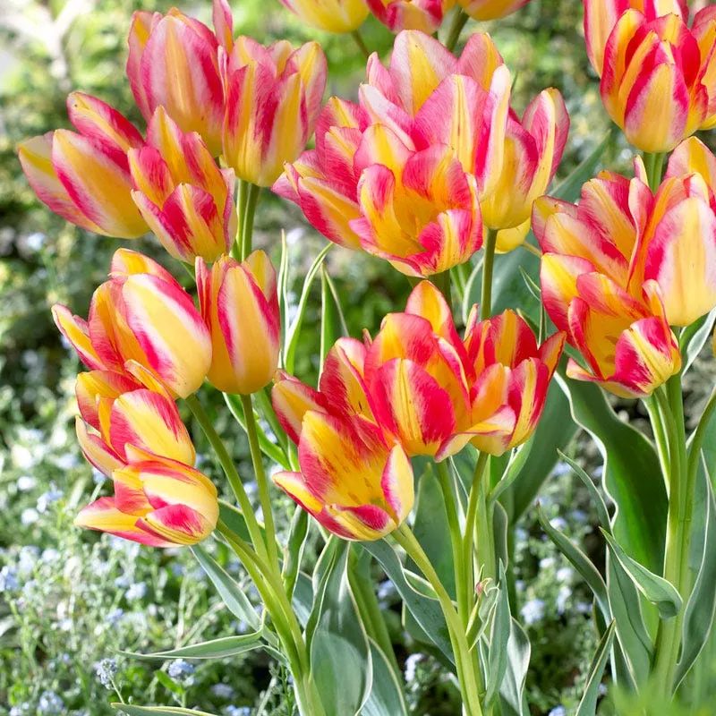 antoinette-multiple-flowering-single-late-tulip Antoinette Multiple Flowering Single Late Tulip