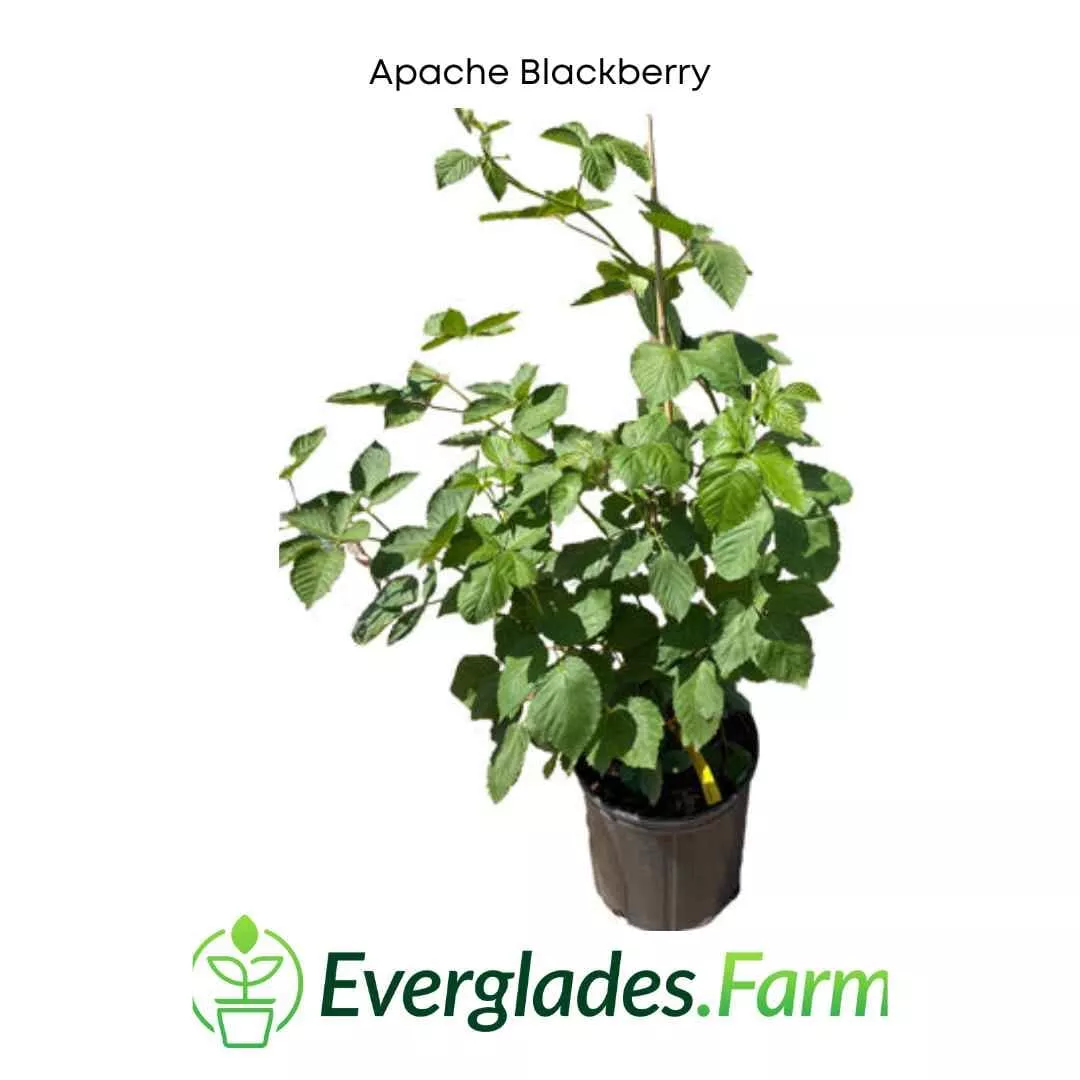 apache-blackberry-summer-bearing-thornless-plant Apache Blackberry, Summer Bearing, Thornless, Plant