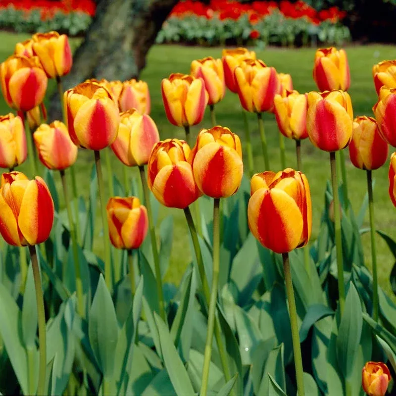 apeldoorn-elite-darwin-tulip Apeldoorn Elite Darwin Tulip
