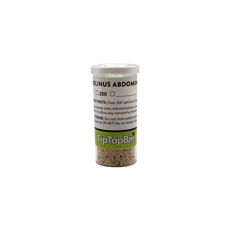 Aphelinus abdominalis - Aphid Control