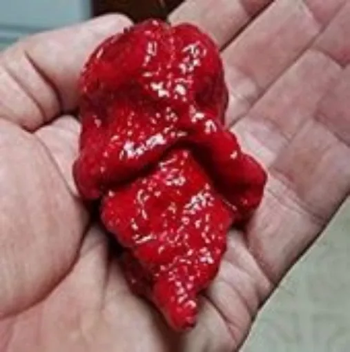 apocalypse-scorpion-red-pepper-seeds Apocalypse Scorpion Red Pepper Seeds