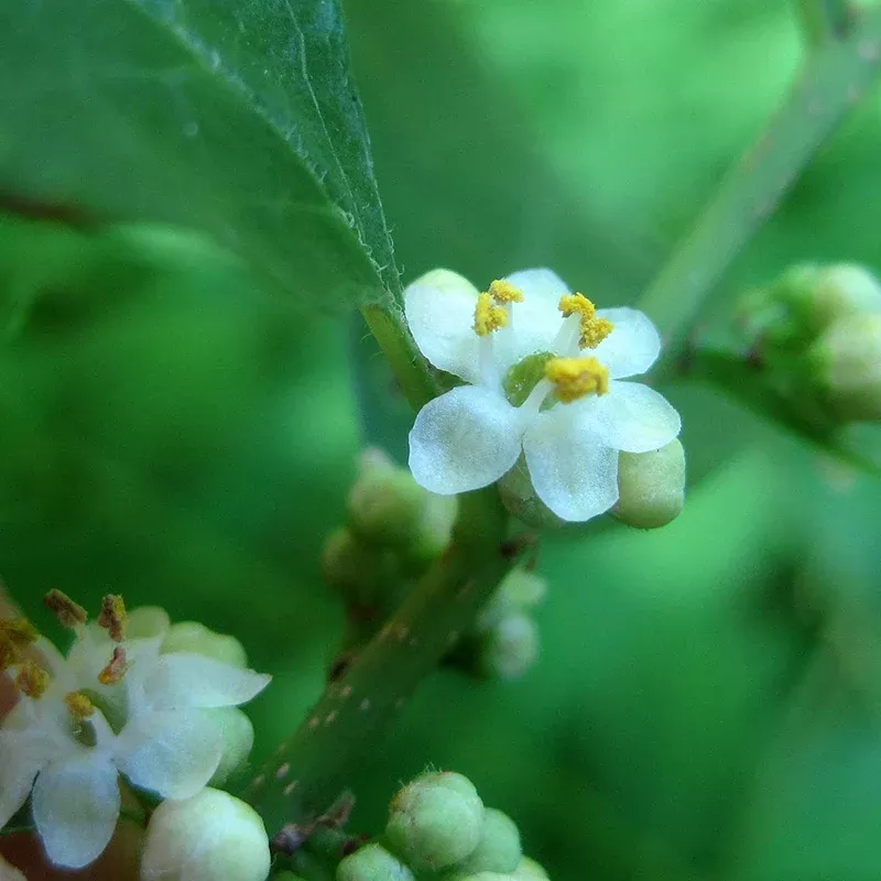 Apollo Winterberry