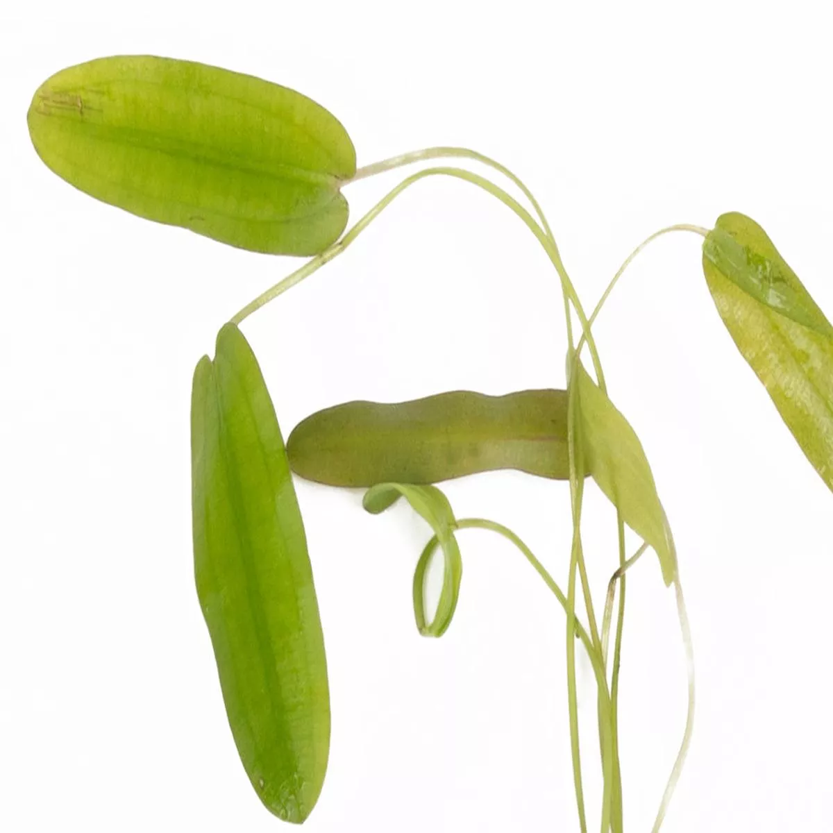 aponogeton-natans-aq040-bulb Aponogeton natans – AQ040 – Bulb