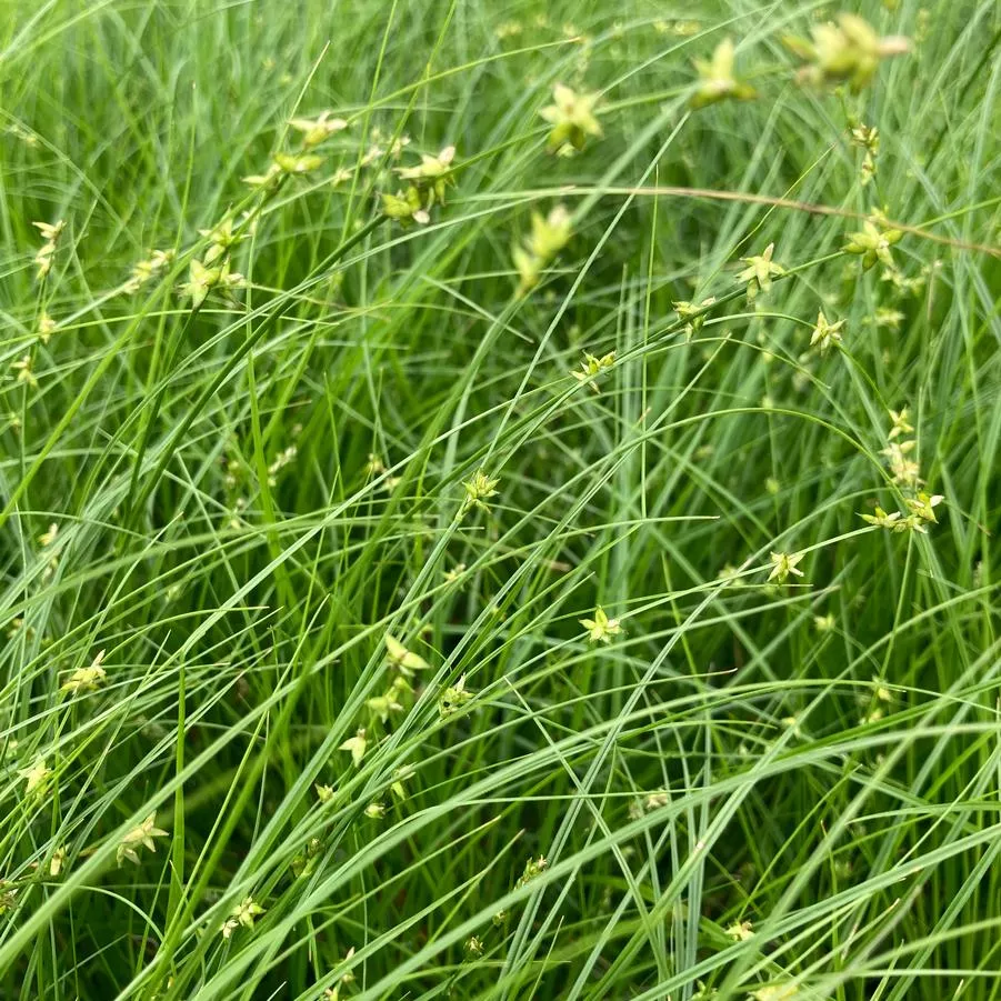 Appalachian Sedge