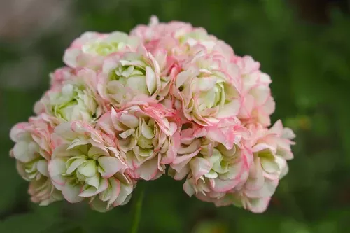 Apple Blossom (Rosebud)