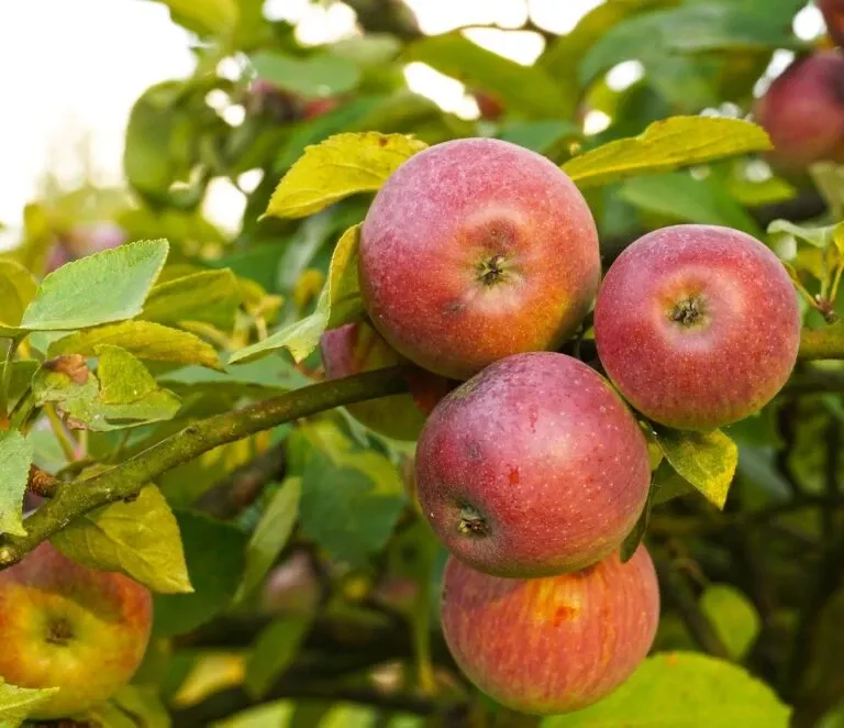 apple-combo-3-varieties Apple Combo (3 Varieties)