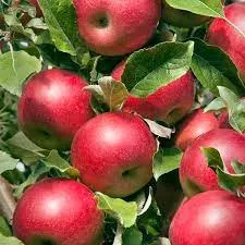 Apple:'Fall Red' - 5 Gal (Bl)