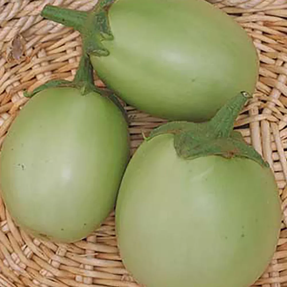 Apple Green Eggplant