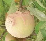 Apple Maggot Control Bags