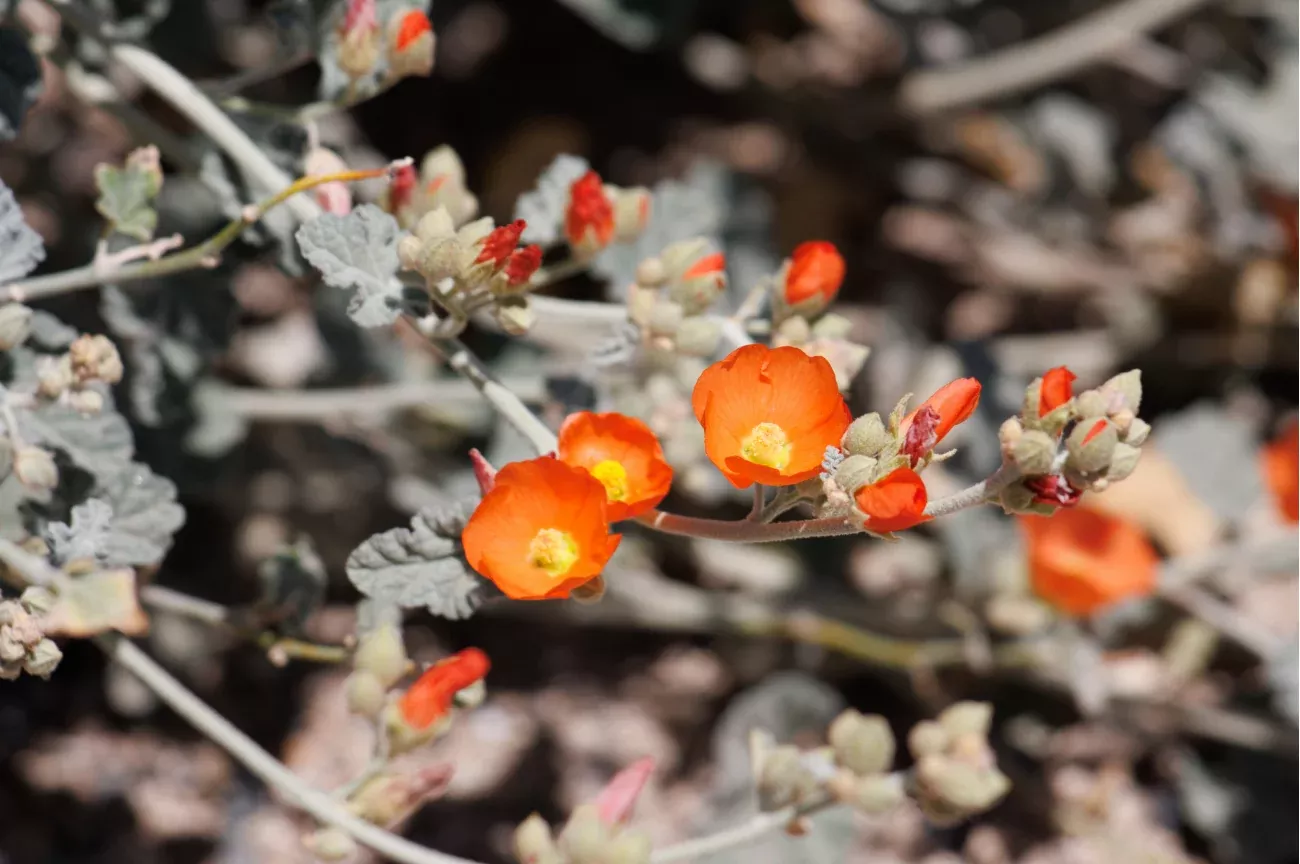 apricot-desert-mallow Apricot Desert Mallow