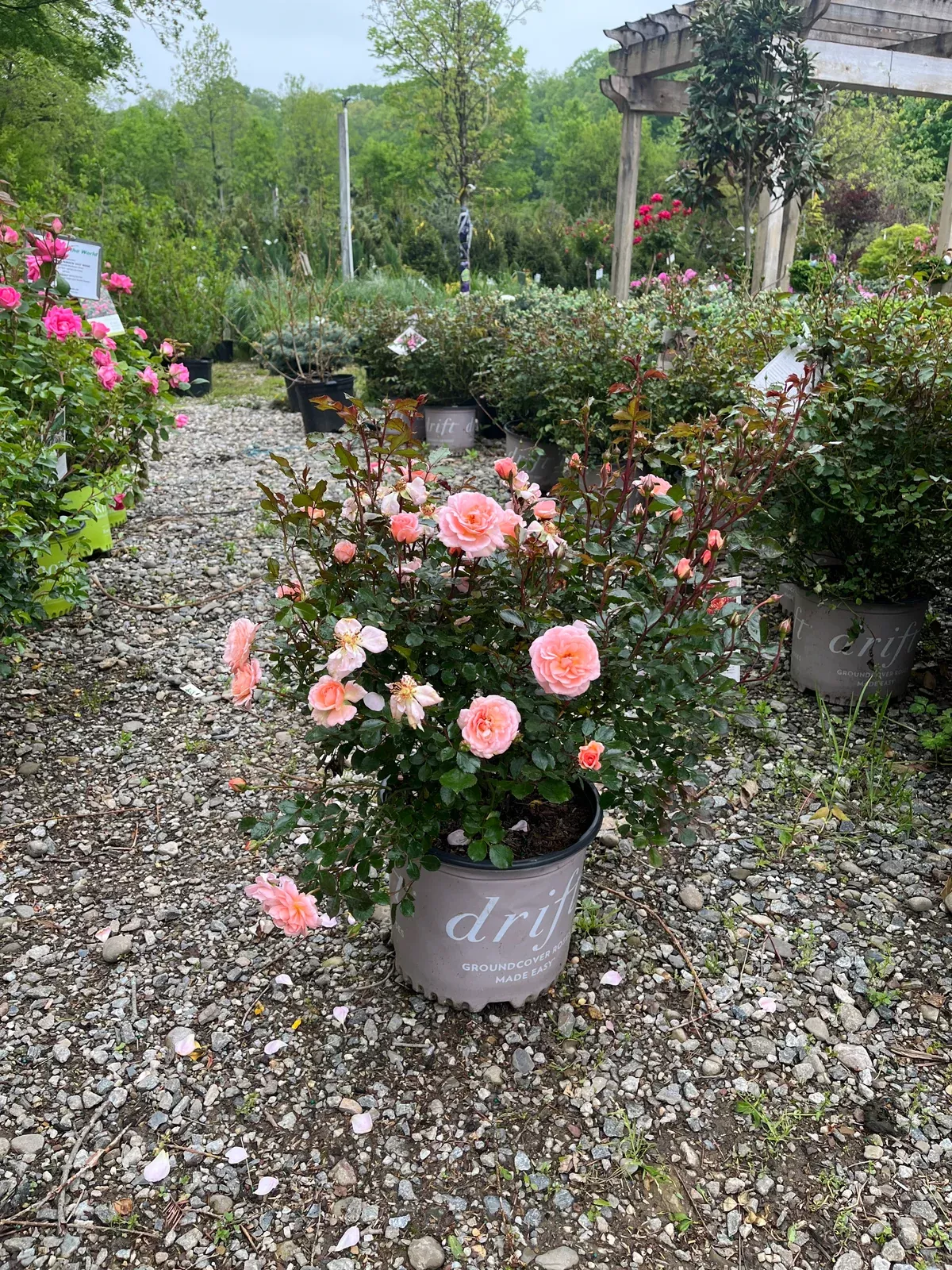 apricot-drift-rose Apricot Drift Rose