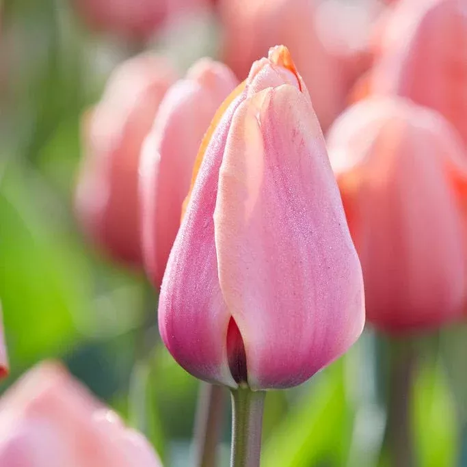 apricot-impression-darwin-tulip Apricot Impression Darwin Tulip
